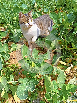 Cats in the garden photo